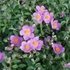 Cistus Creticus | 2L Pot -Perennial Plants Sales Store PL00001495 6205
