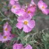 Cistus × Argenteus Silver Pink | 2L Pot