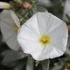 Convolvulus Cneorum | 2L Pot