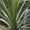 Cordyline Australis | 2L Pot 2 Cordyline Australis | 2L Pot -Perennial Plants Sales Store PL00001698 3c8f