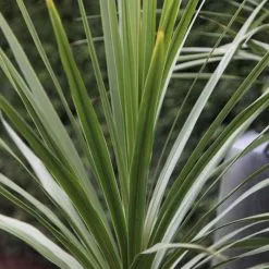 Cordyline Australis | 7.5L Pot ()