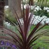 Cordyline Australis Red Star | 2L Pot -Perennial Plants Sales Store PL00001706 0069