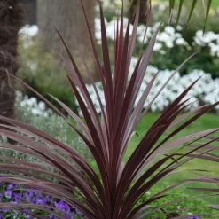 Cordyline Australis Red Star | 2L Pot