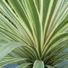Cordyline Australis Torbay Dazzler | 2L Pot