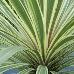 Cordyline Australis Torbay Dazzler | 2L Pot