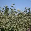 Cornus Alba Elegantissima | 2L Pot -Perennial Plants Sales Store PL00001729 04d7