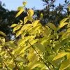 Cornus Alba Aurea | 2L Pot -Perennial Plants Sales Store PL00001733 d765