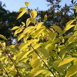 Cornus Alba Aurea | 2L Pot