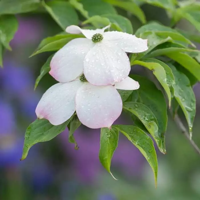 Cornus Florida | 3L Pot 3 Cornus Florida | 3L Pot