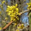 Cornus Mas | 12L Pot -Perennial Plants Sales Store PL00001791 208e