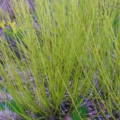 Cornus Sericea Flaviramea | 2L Pot