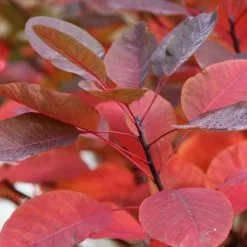 Cotinus Grace | 2L Pot