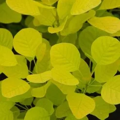 Cotinus Coggygria Golden Spirit ('Ancot') (PBR) | 3 Litre Pot