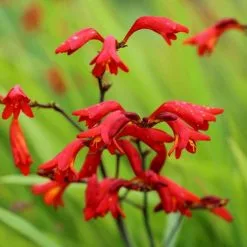 Crocosmia Emberglow | 2L Pot