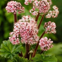 Darmera Peltata | 2L Pot