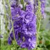 Delphinium Mighty Atom | 2 Litre Pot