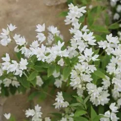 Deutzia Gracilis Nikko | 2L Pot