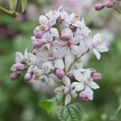 Deutzia × Hybrida Mont Rose | 2L Pot