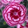 Dianthus Moulin Rouge (PBR) | 9cm Pot -Perennial Plants Sales Store PL00002196 4248