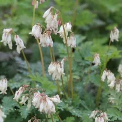 Dicentra Formosa Langtrees | 2 Litre Pot