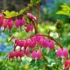 Lamprocapnos Spectabilis | 2 Litre Pot