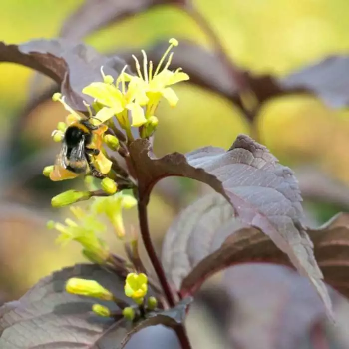 Diervilla × Splendens El Madrigal (PBR) | 2L Pot 3 Diervilla × Splendens El Madrigal (PBR) | 2L Pot