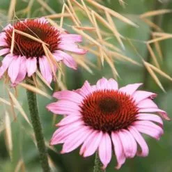 Echinacea Purpurea Magnus | 2L Pot