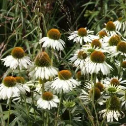 Echinacea Purpurea White Swan | 2L Pot