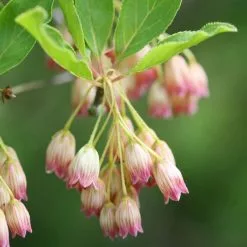 Enkianthus Campanulatus | 2L Pot