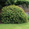 Euphorbia Mellifera | 2 Litre Pot -Perennial Plants Sales Store PL00002602 8ca1