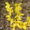 Forsythia × Intermedia Lynwood Variety | 3L Pot