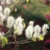 Fothergilla Major | 2L Pot 1 Fothergilla Major | 2L Pot -Perennial Plants Sales Store PL00002687 d7e2