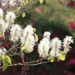 Fothergilla Major | 2L Pot
