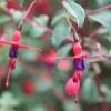 Fuchsia Riccartonii | 2 Litre Pot -Perennial Plants Sales Store PL00002718 45b5