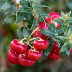 Gaultheria Mucronata Signaal | 3L Pot