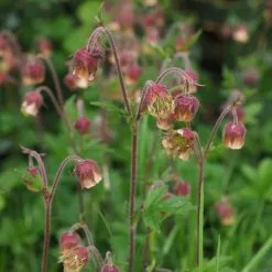 Geum Rivale | 2L Pot