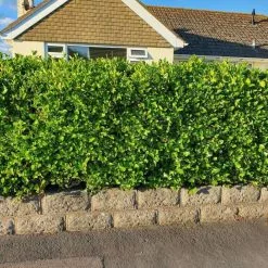 Griselinia Littoralis | 2L Pot