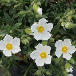 X Halimiocistus Sahucii | 2 Litre Pot