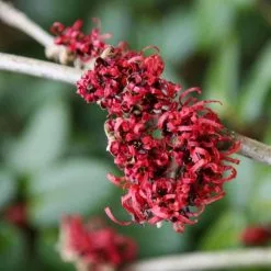 Hamamelis × Intermedia Diane | 3L Pot