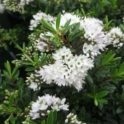 Hebe Celine | 2 Litre Pot