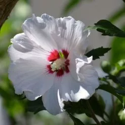 Hibiscus Syriacus Red Heart | 2L Pot