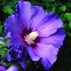 Hibiscus Syriacus Oiseau Bleu | 2 Litre Pot