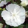 Hibiscus Syriacus White Chiffon ('Notwoodtwo') (PBR) (Chiffon Series) | 2L Pot -Perennial Plants Sales Store PL00003195 4186