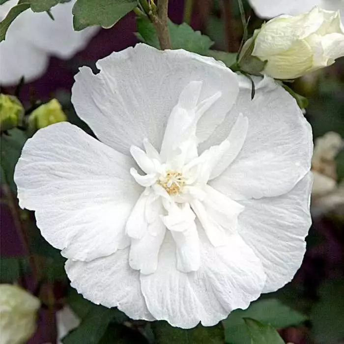 Hibiscus Syriacus White Chiffon ('Notwoodtwo') (PBR) (Chiffon Series) | 2L Pot 3 Hibiscus Syriacus White Chiffon ('Notwoodtwo') (PBR) (Chiffon Series) | 2L Pot