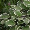 Hosta Francee (fortunei) | 2L Pot -Perennial Plants Sales Store PL00003228 735c