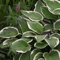 Hosta Francee (fortunei) | 2L Pot