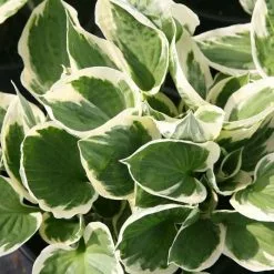 Hosta Patriot | 2L Pot
