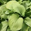 Hosta Sum And Substance | 2L Pot -Perennial Plants Sales Store PL00003268 b074