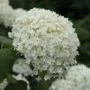 Hydrangea Arborescens Annabelle | 2L Pot