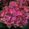 Hydrangea Macrophylla Glam Rock ('Horwack') (PBR) | 2 Litre Pot -Perennial Plants Sales Store PL00003297 d65c